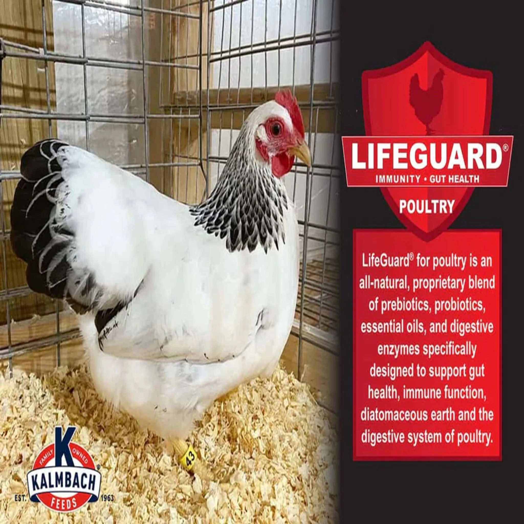 24% Show Bird Poultry & Gamebird Starter Grower - 5 lb - Image 4