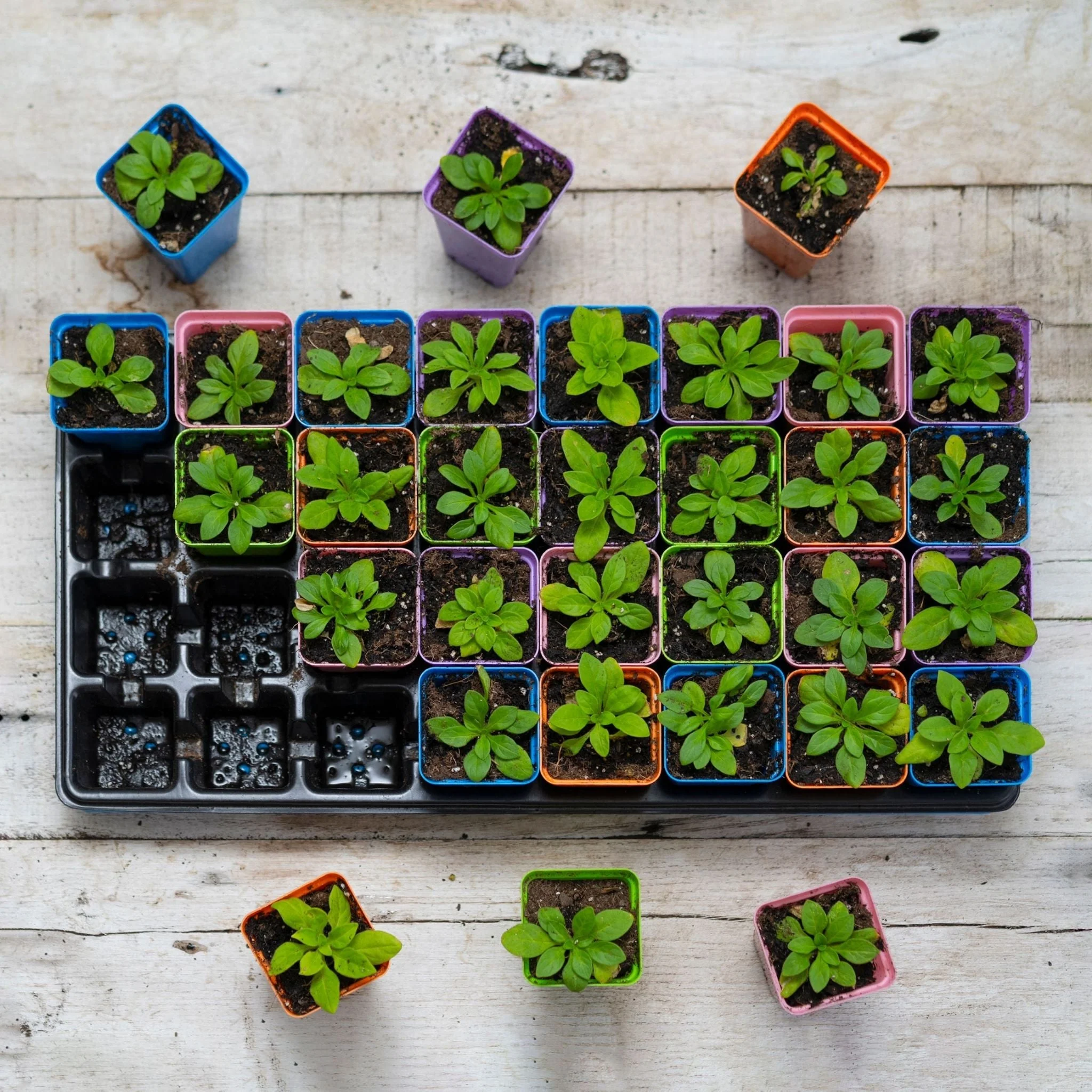 32-Cell Reusable Plant Starter Trays with Inserts - Image 5