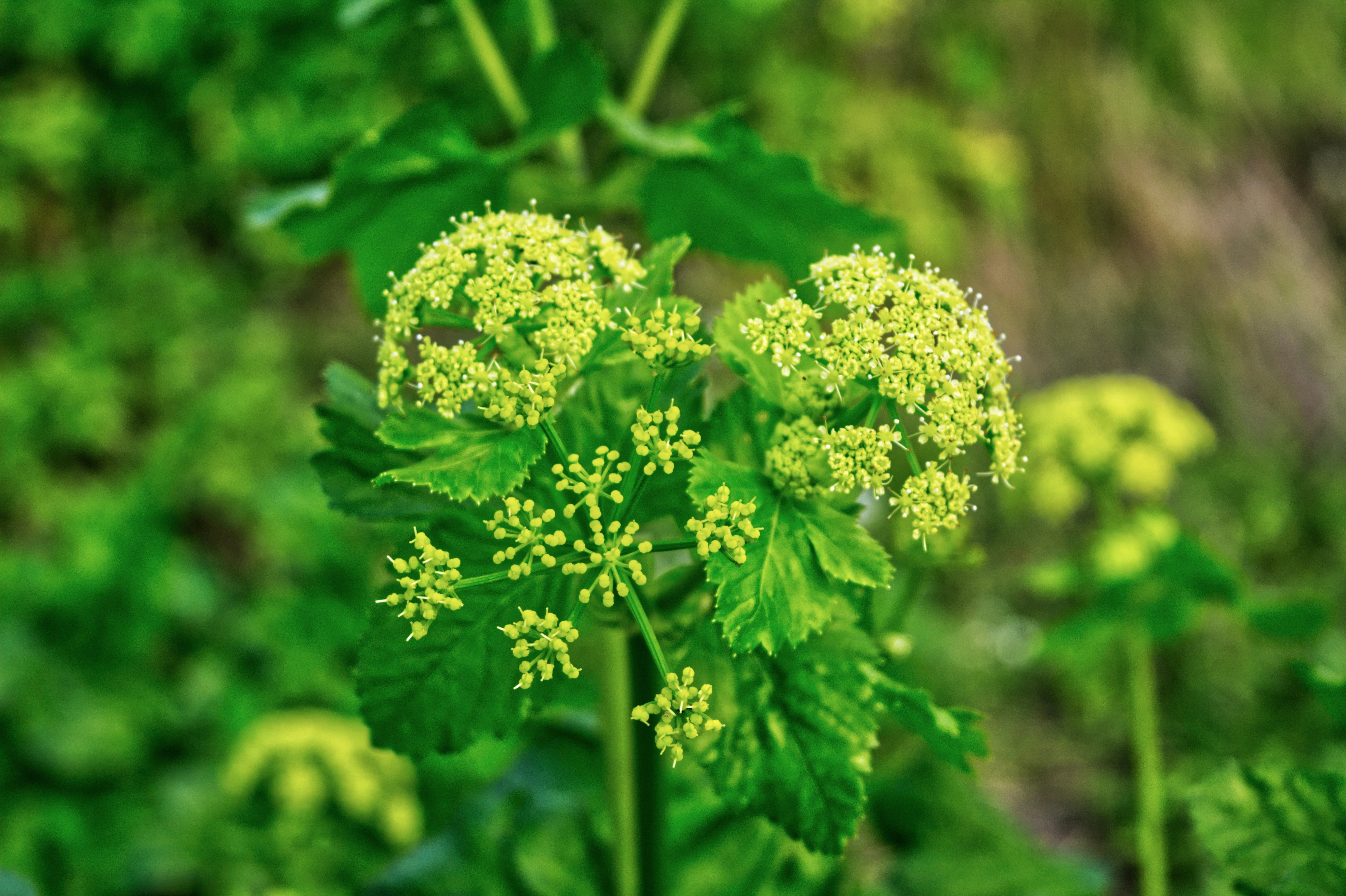 Alexanders, Golden (Zizia aurea) - Image 3