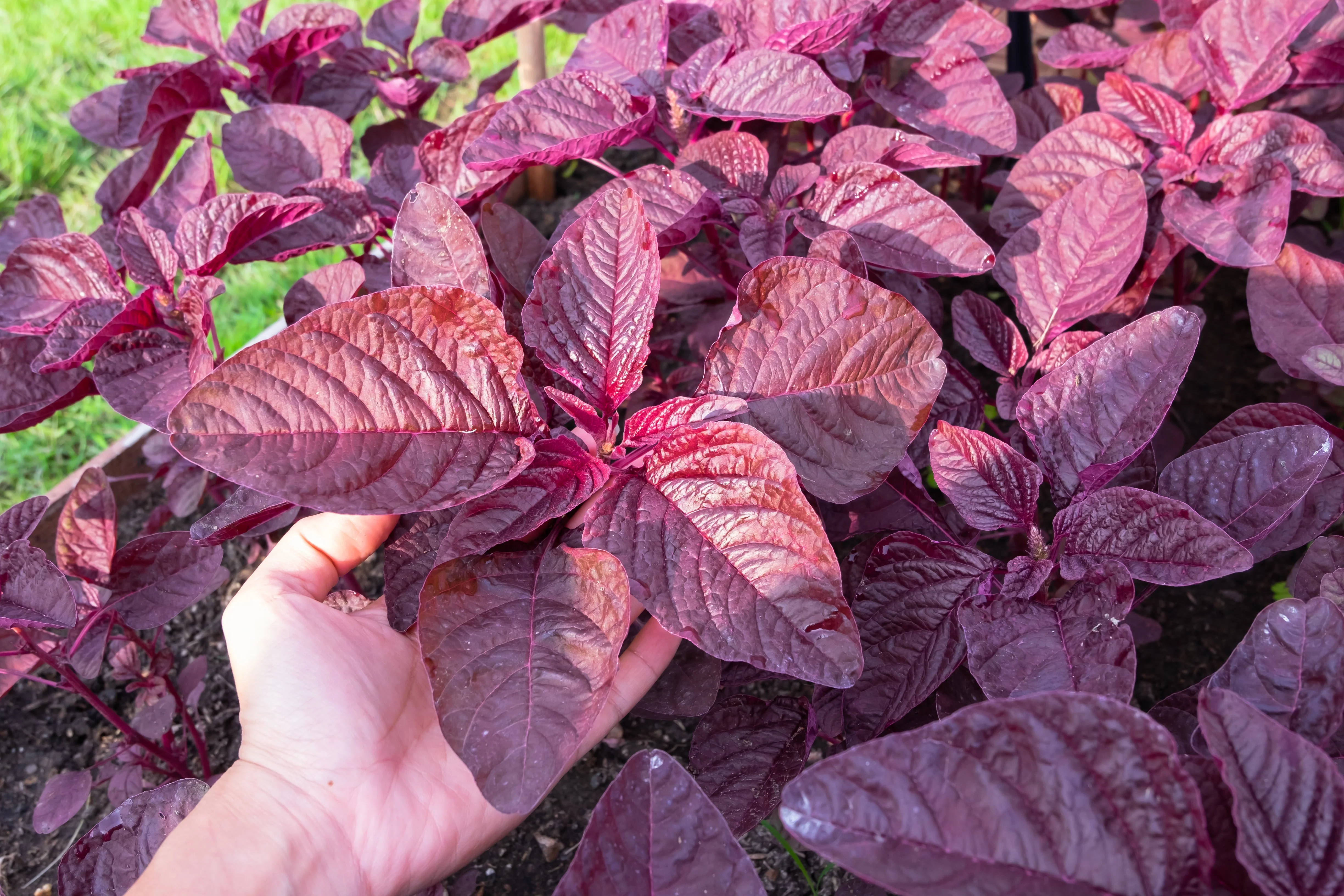 Amaranth, Culinary Mix (Amaranthus cruentus) - Image 4