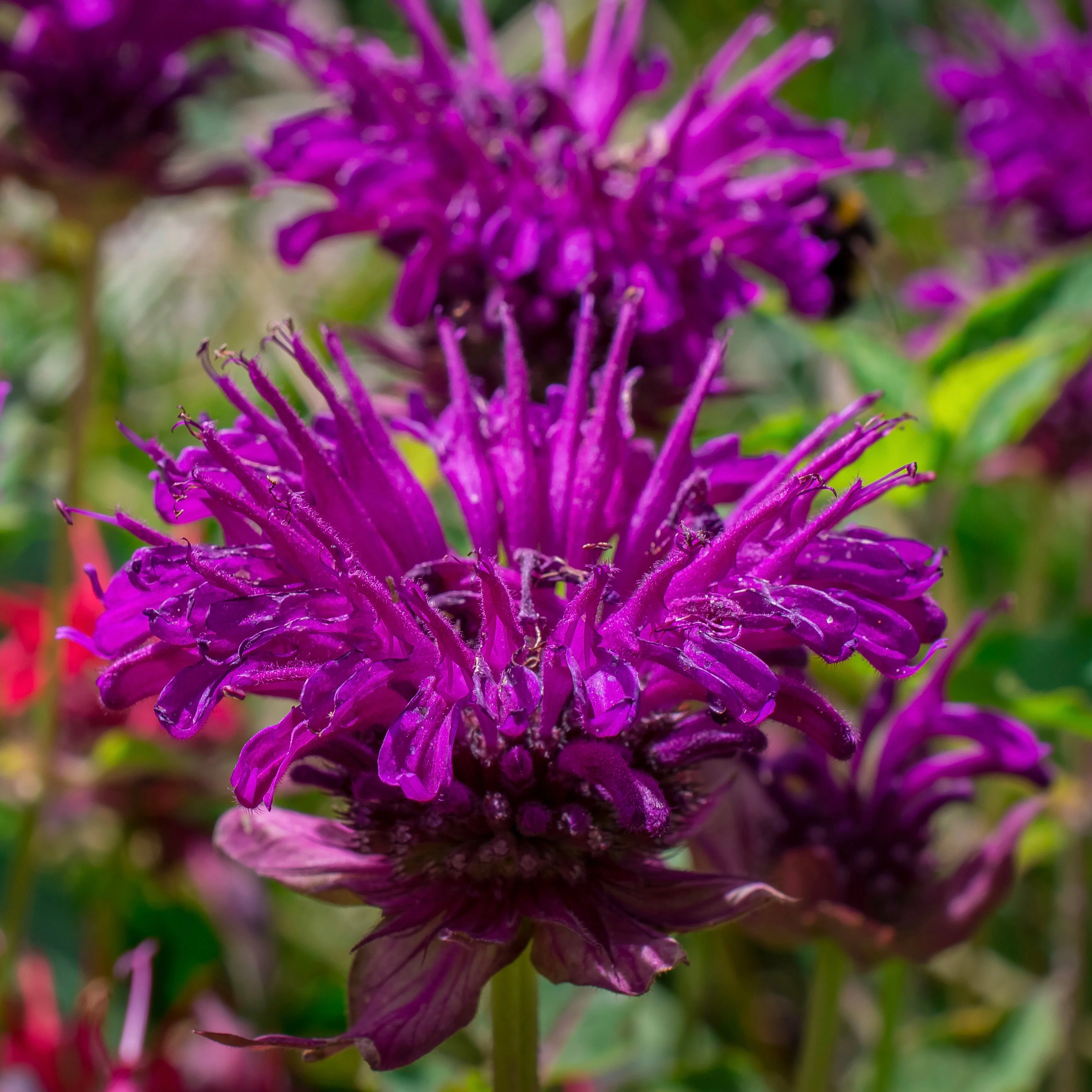 Bee Balm, Wild Mix (Monarda fistulosa) - Image 6