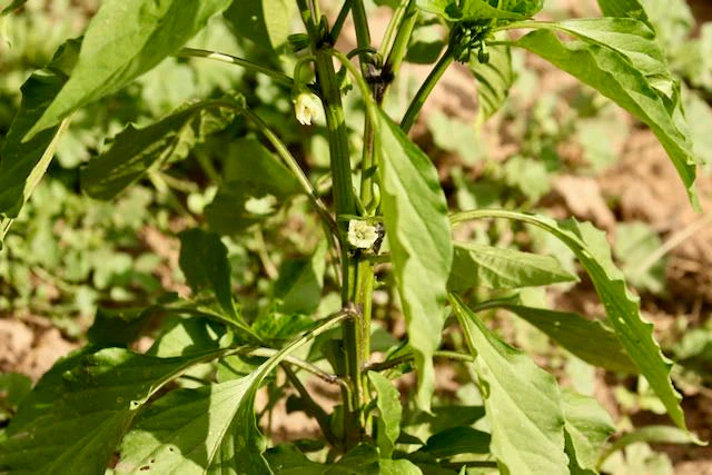Big Jim Pepper - Image 3