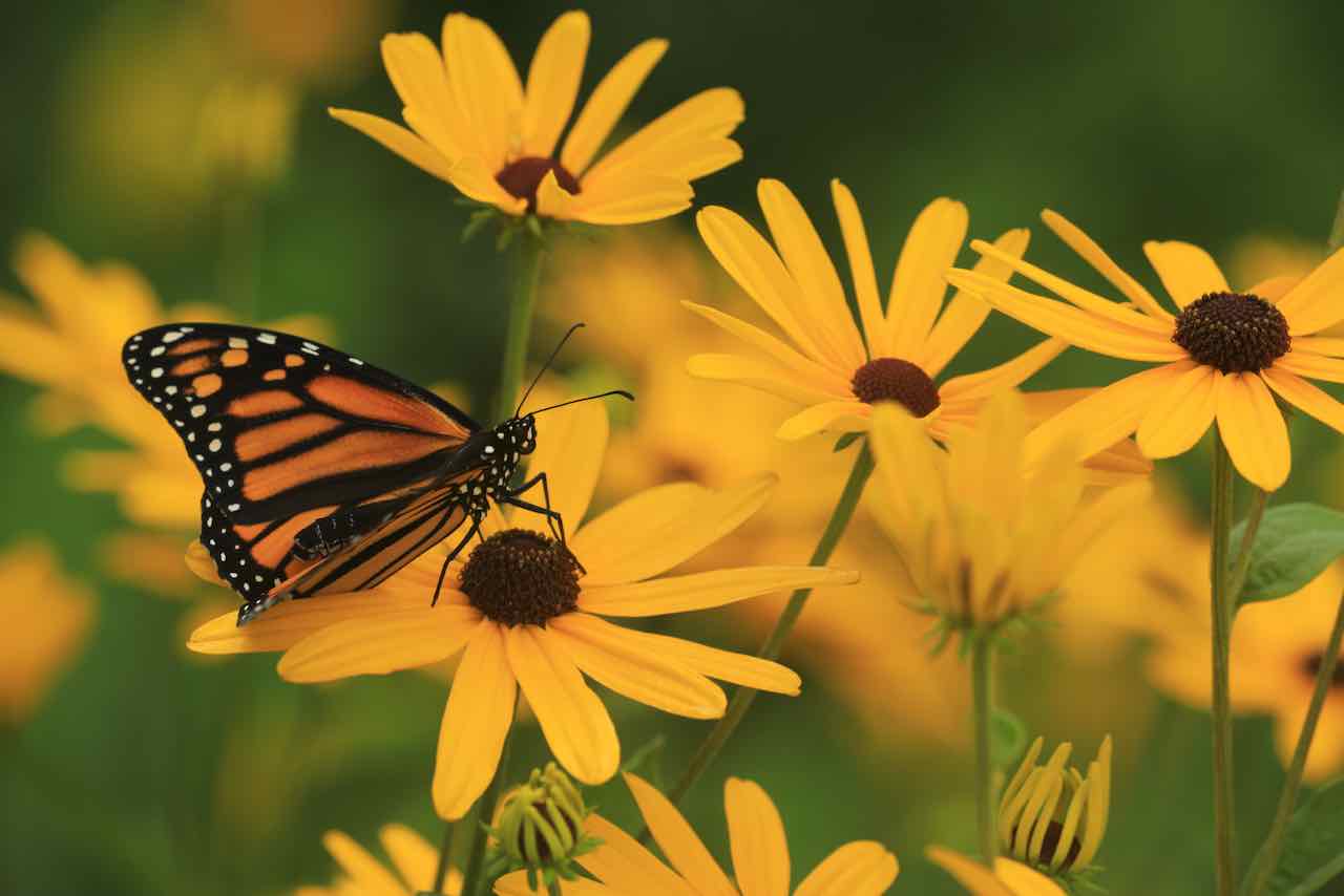 Black-Eyed Susan, Sweet (Rudbeckia subtomentosa) - Image 3