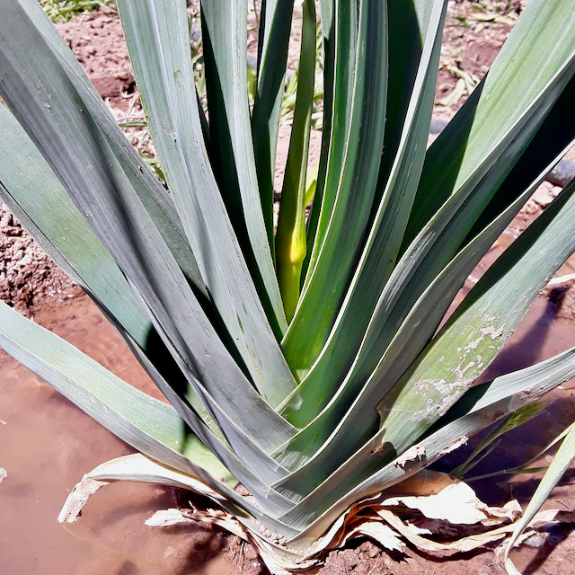 Blaugrüner x Lilly's Leeks - Image 3