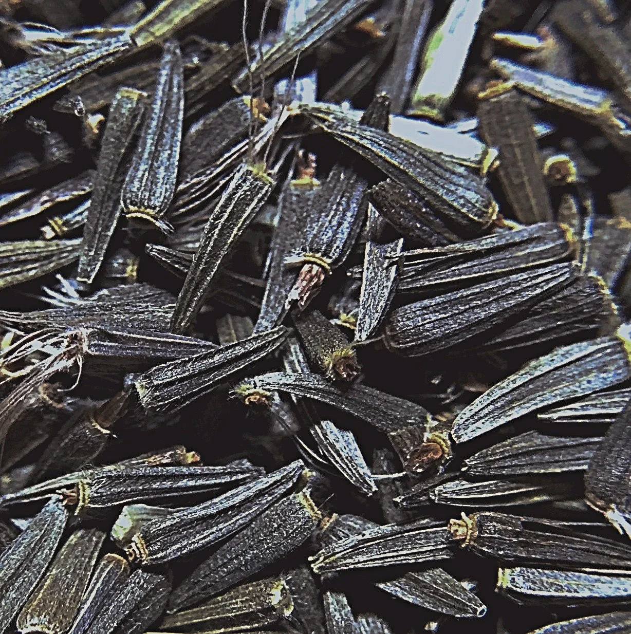 Blazing Star, Dense (Liatris spicata) - Image 4
