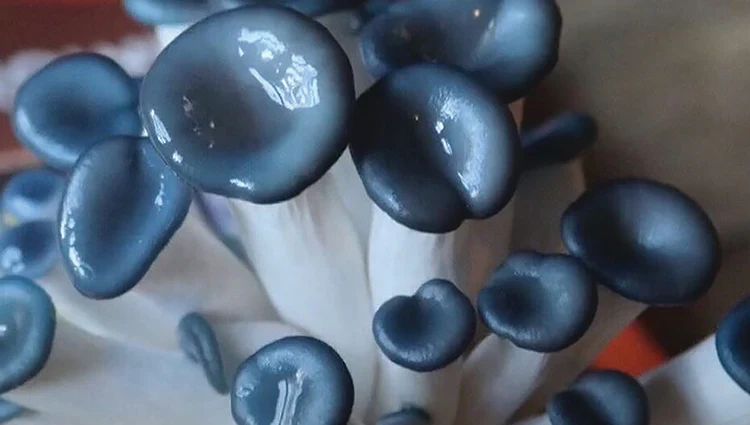 Black Morel Mushroom Culture - 10Ml - Image 2