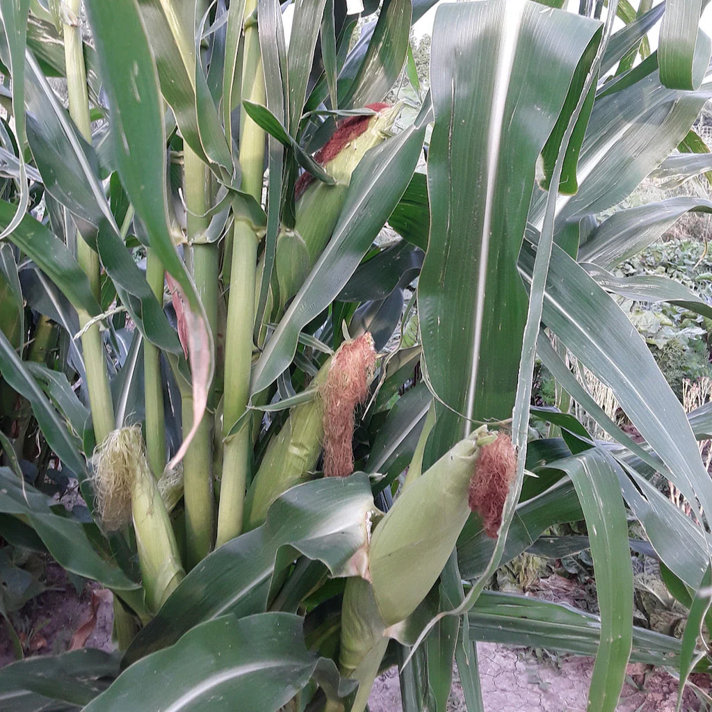 Blue Rainbow Corn Landrace - Image 2