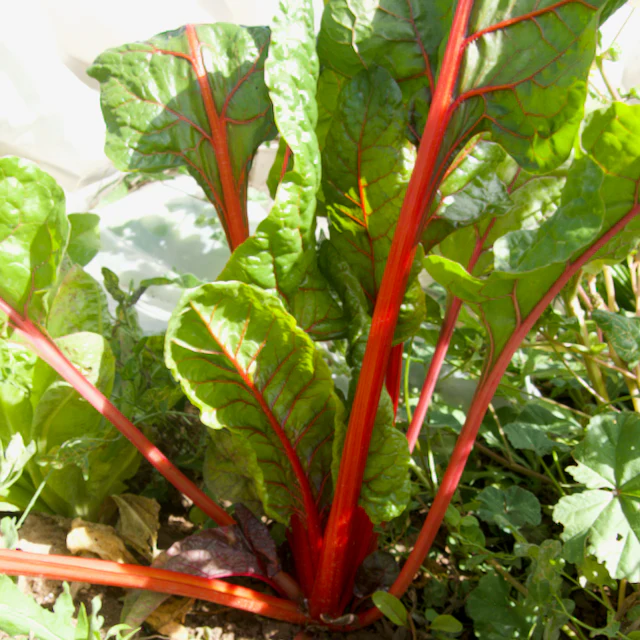 Bright Lights Swiss Chard - Image 2