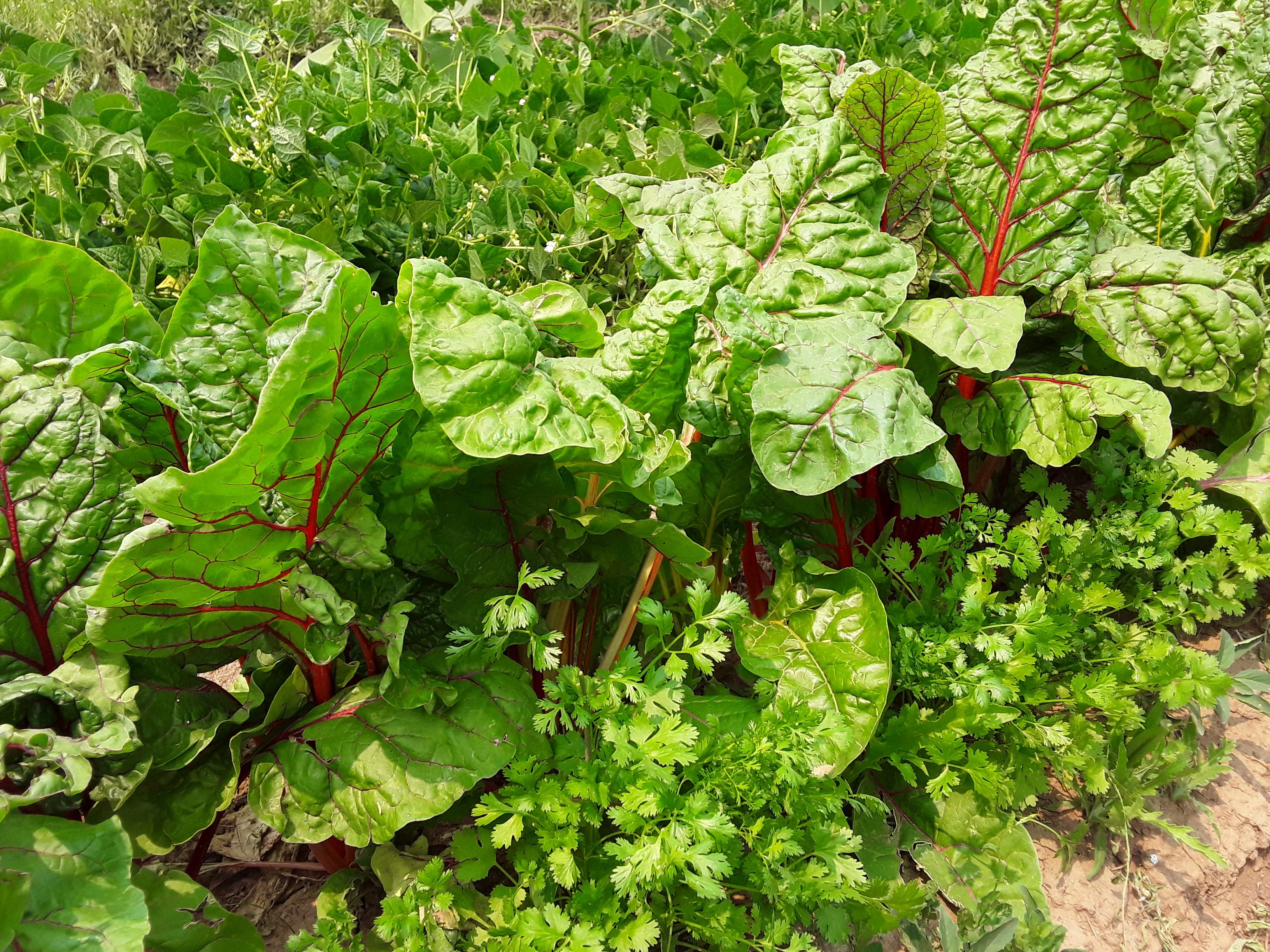 Bright Lights Swiss Chard - Image 4