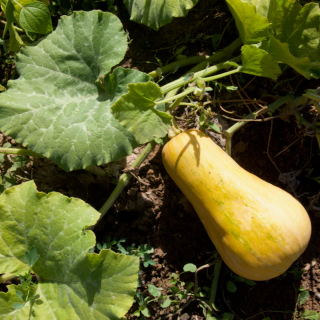 Butternut Squash Landrace - Image 3