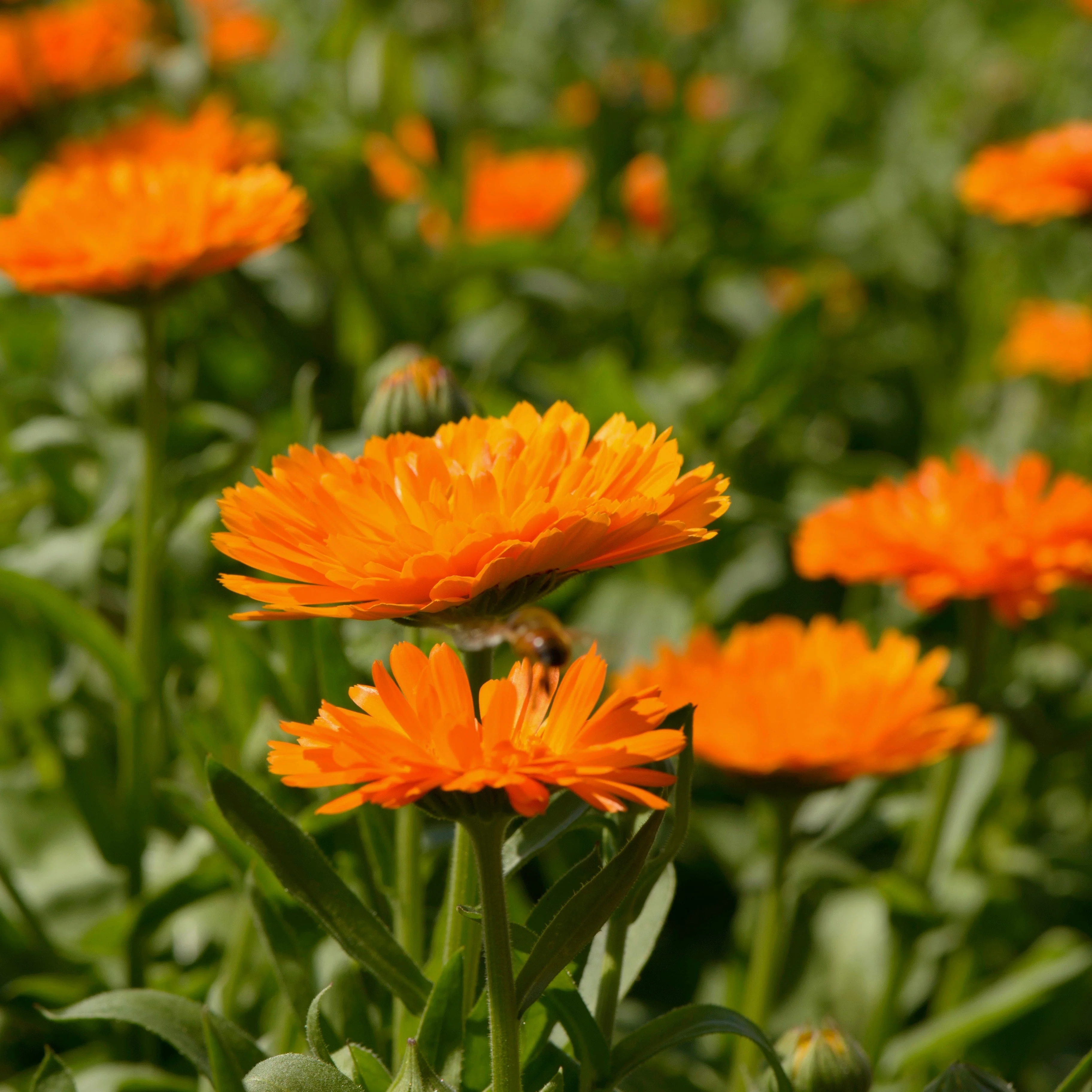 Calendula, Orange (Calendula officinalis) - Image 3