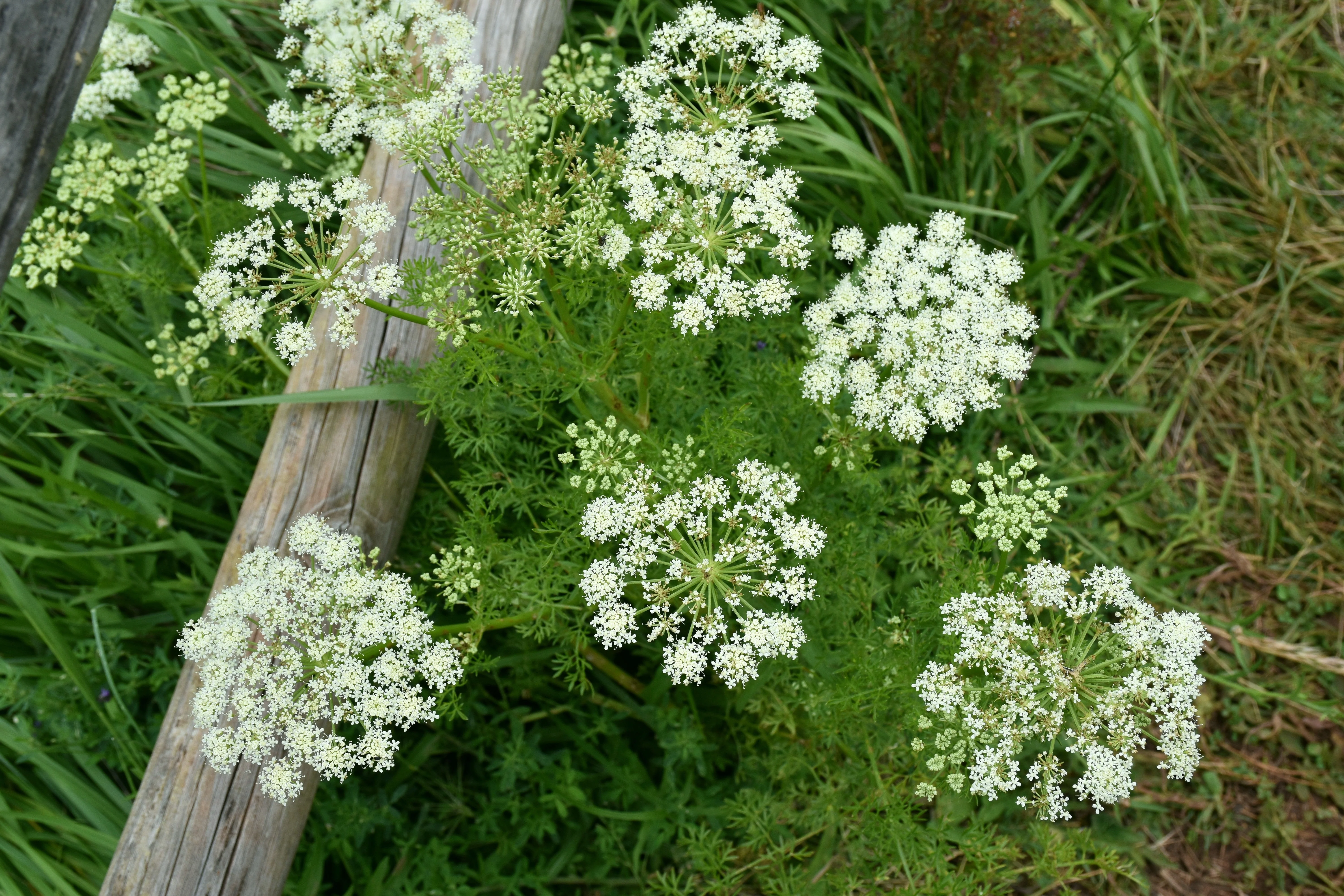 Caraway (Carum carvi) - Image 3