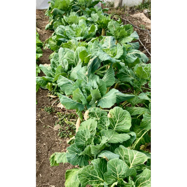 Champion Collards - Image 3