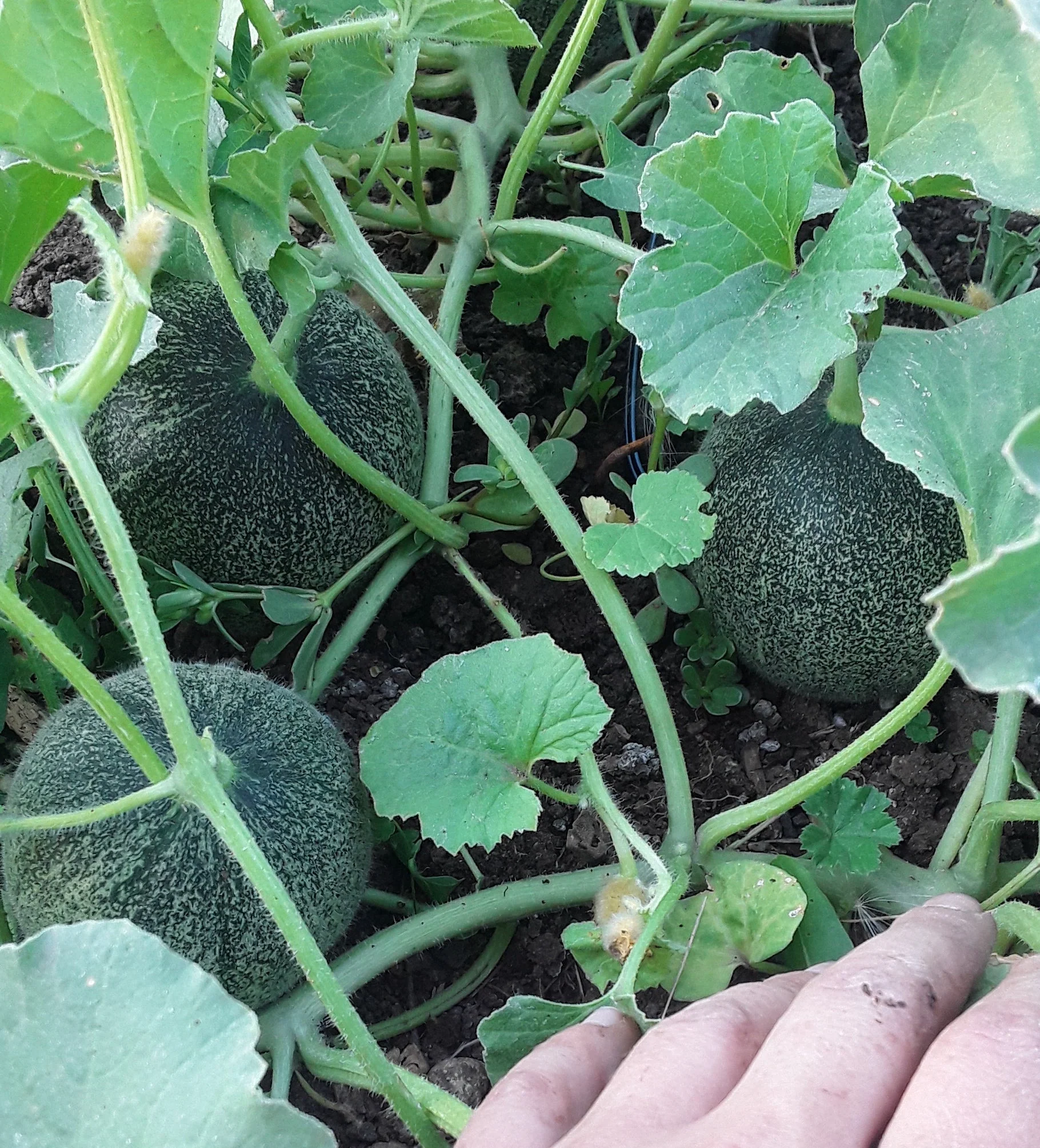 Collective Farm Woman Cantaloupe - Image 2