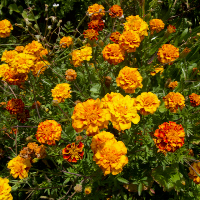 Colorado Marigold Mix - Image 3