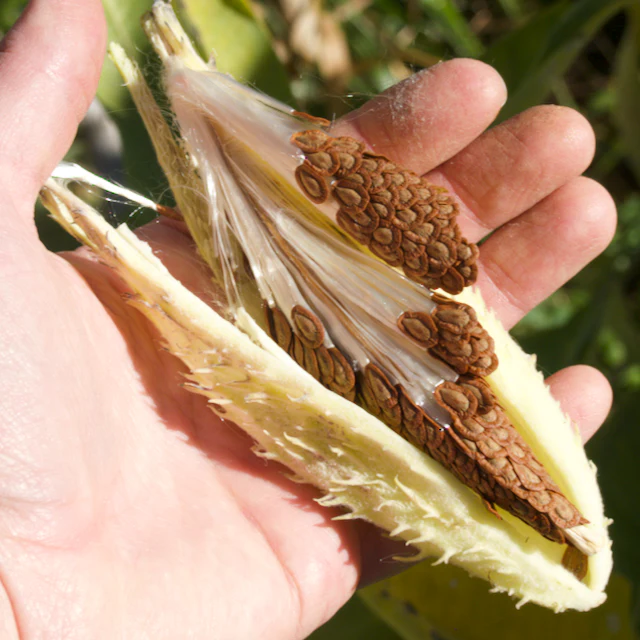 Common Milkweed - Image 2