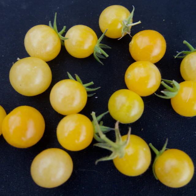 Coyote Tomato - Image 2