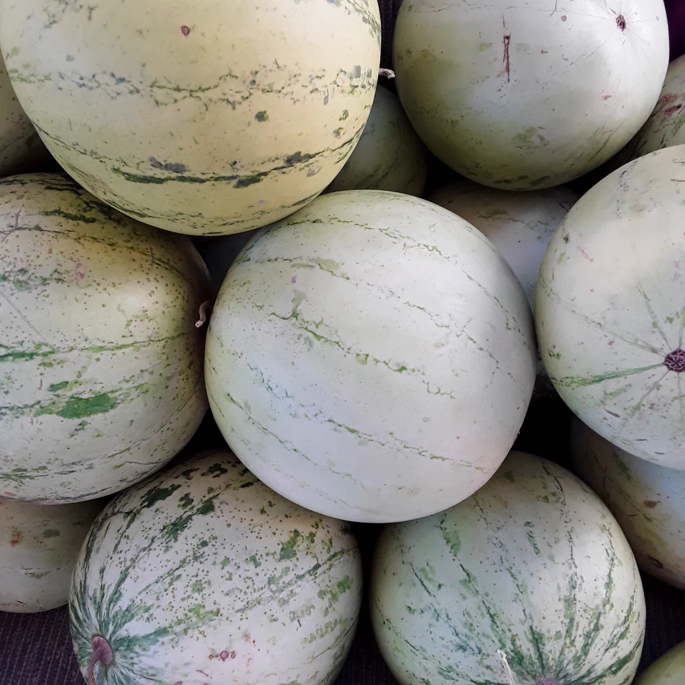 Diné Origin Sweet Storage Watermelon - Image 3