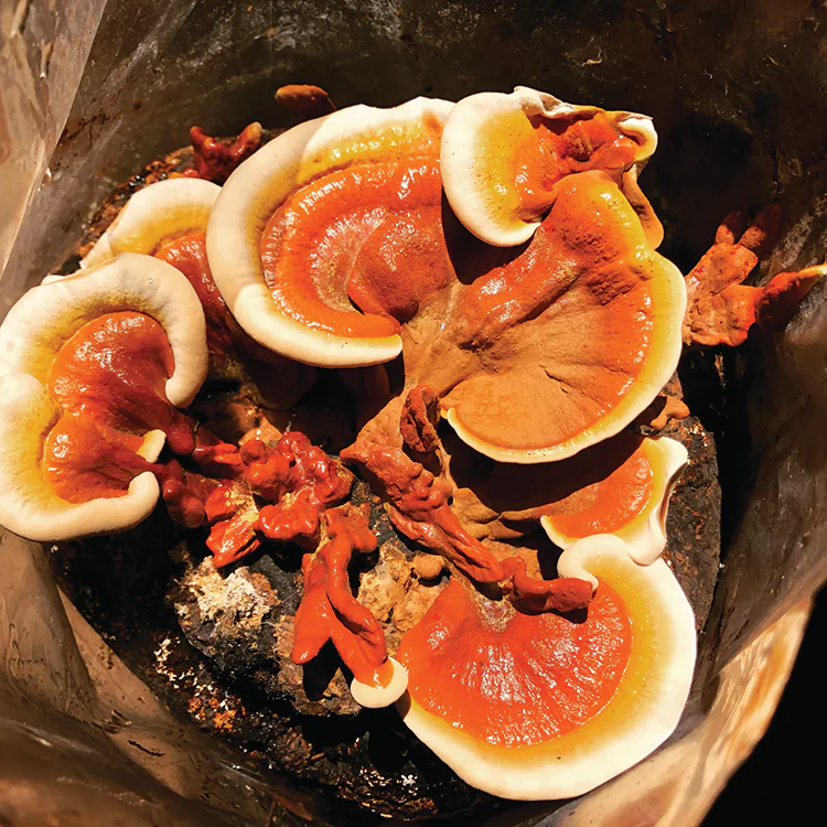 Dried Mushrooms, Reishi - Image 2