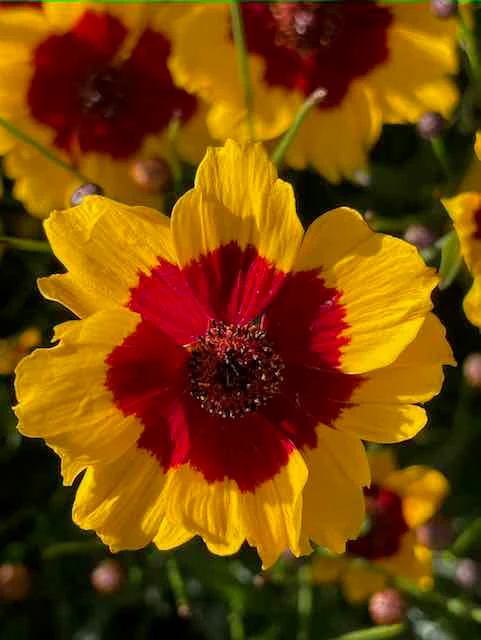 Dyer's Coreopsis - Image 4