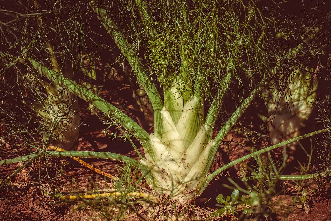 Fennel
