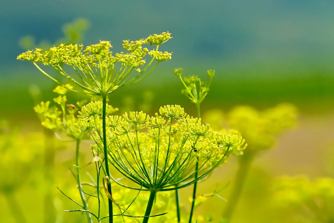 Fennel - Image 2