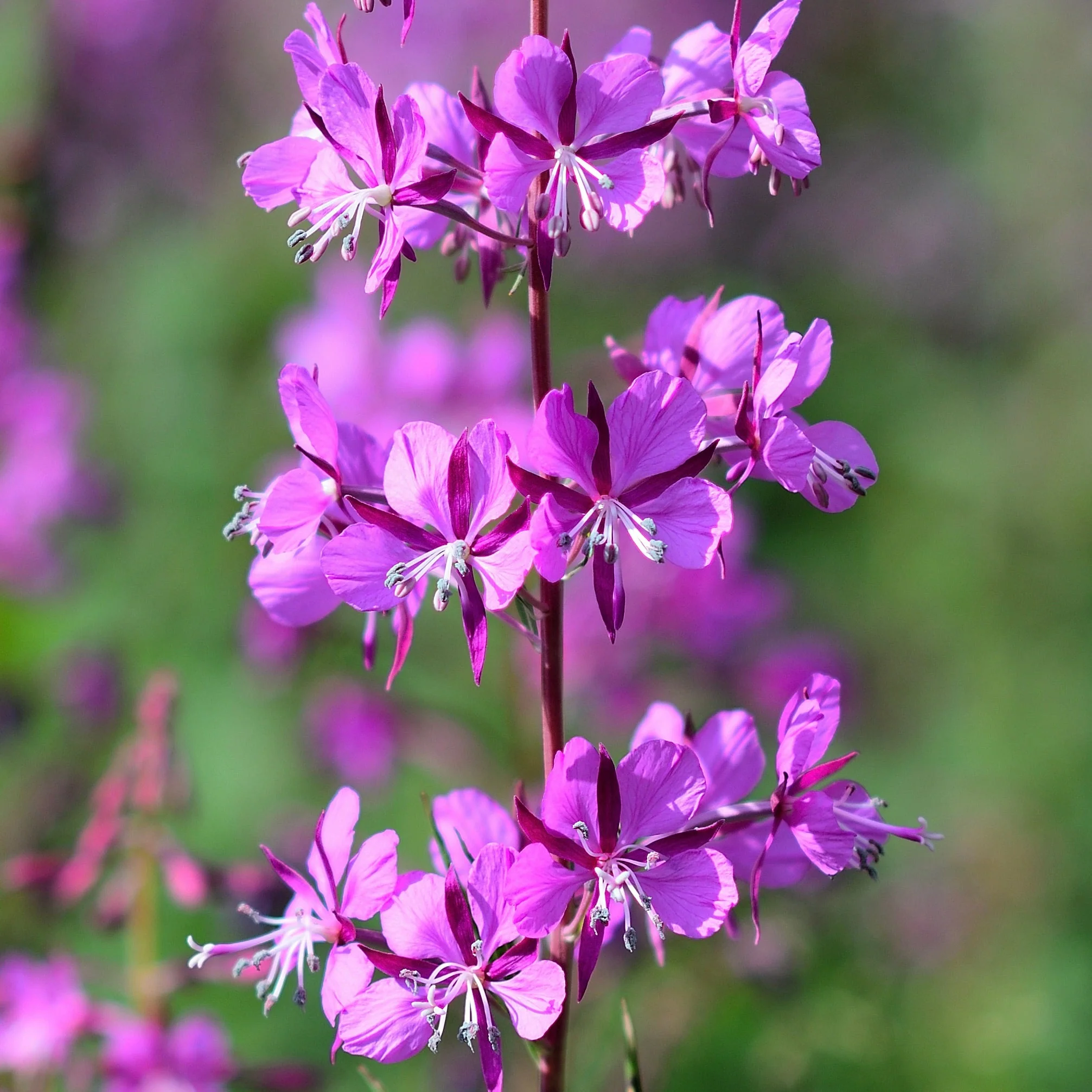 Fireweed (Epilobium angustifolium)