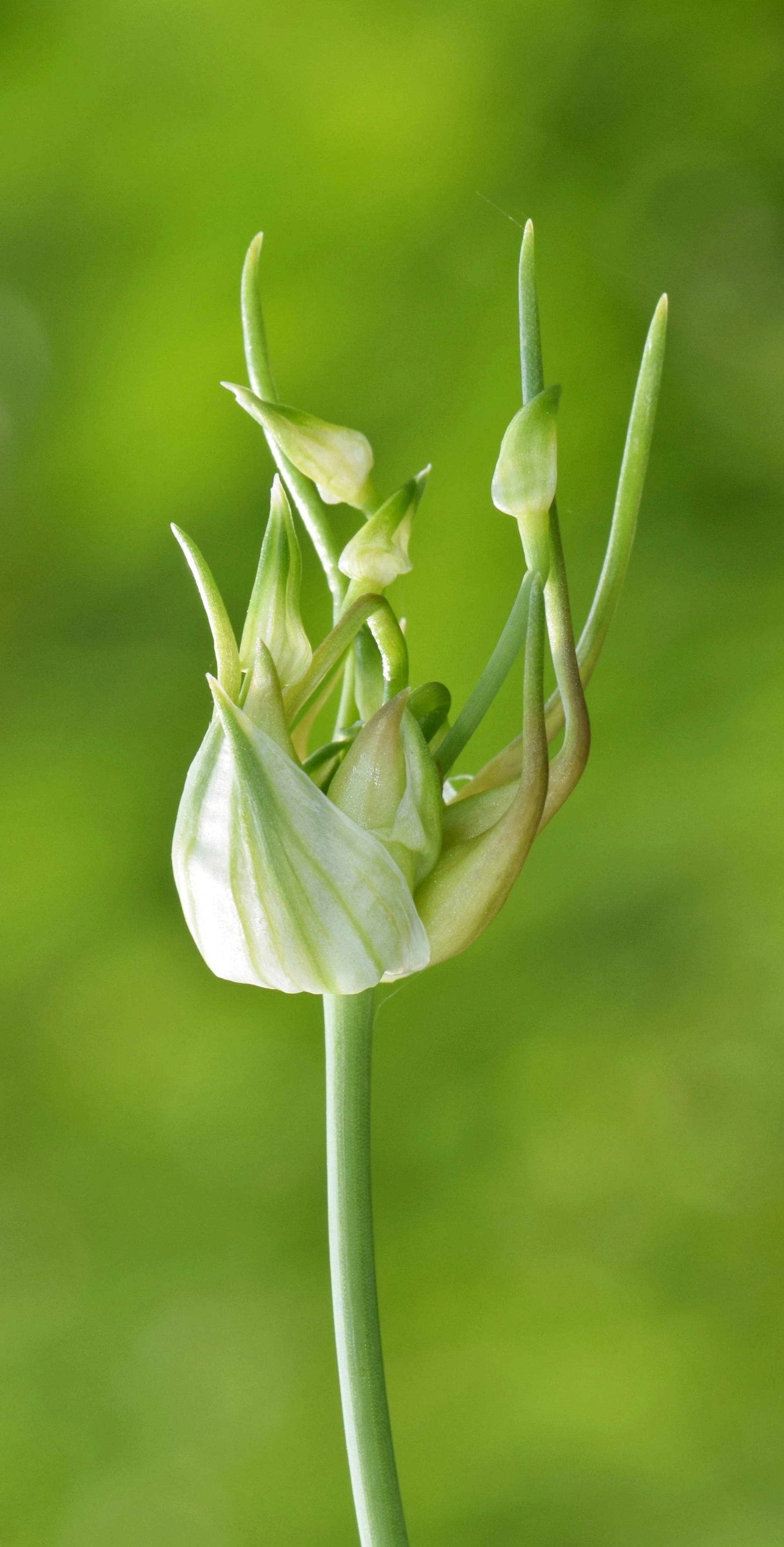 Garlic, Wild (Allium canadense) - Image 2