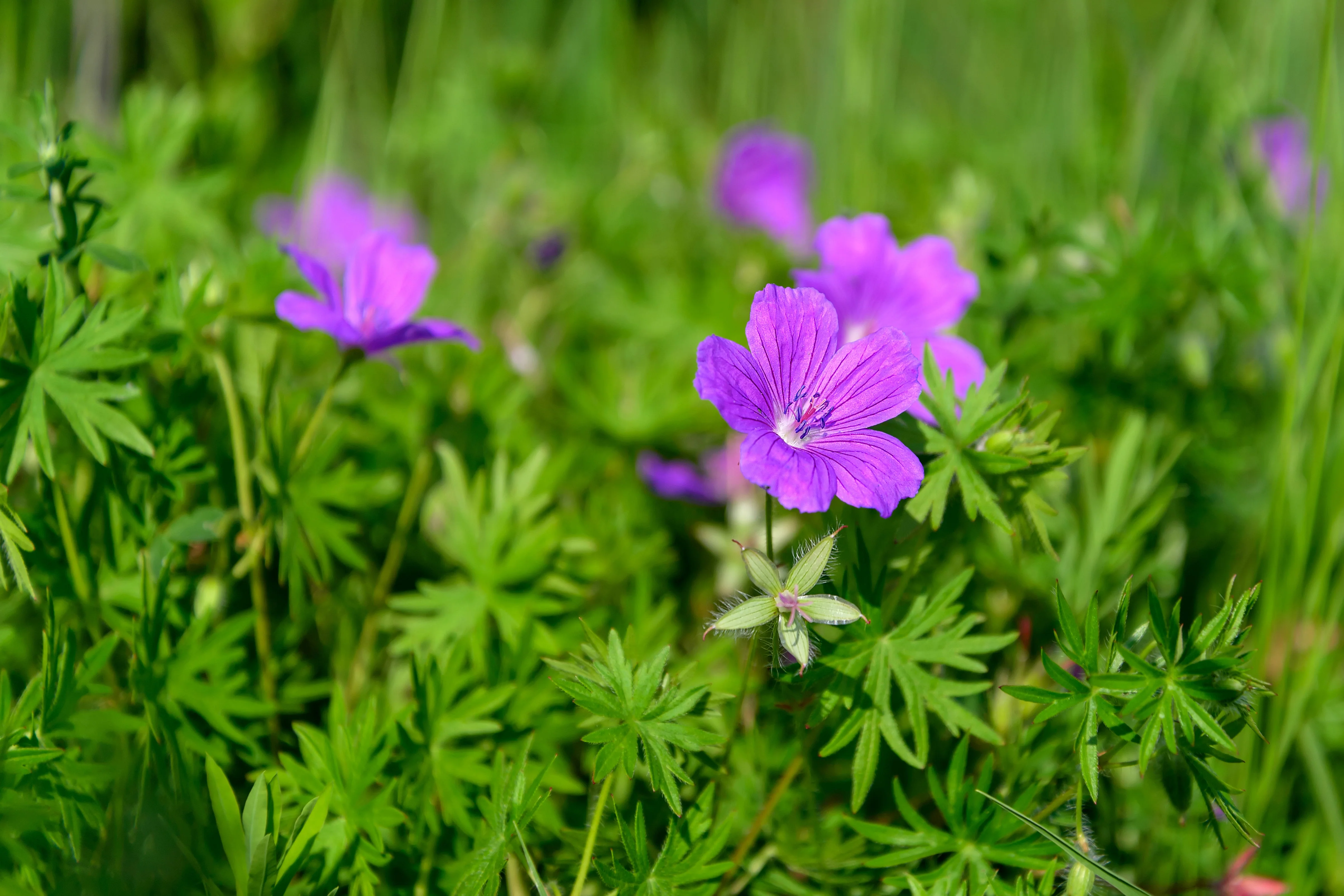 Geranium, Wild (Geranium maculatum) - Image 3