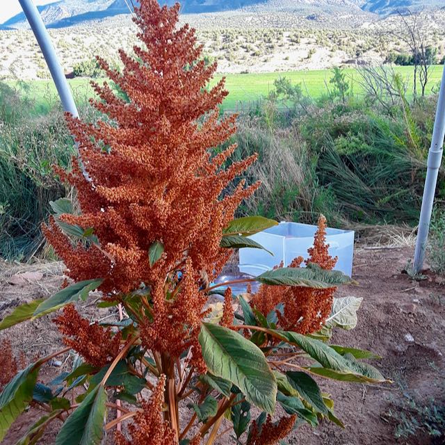 Golden Giant Amaranth - Image 2