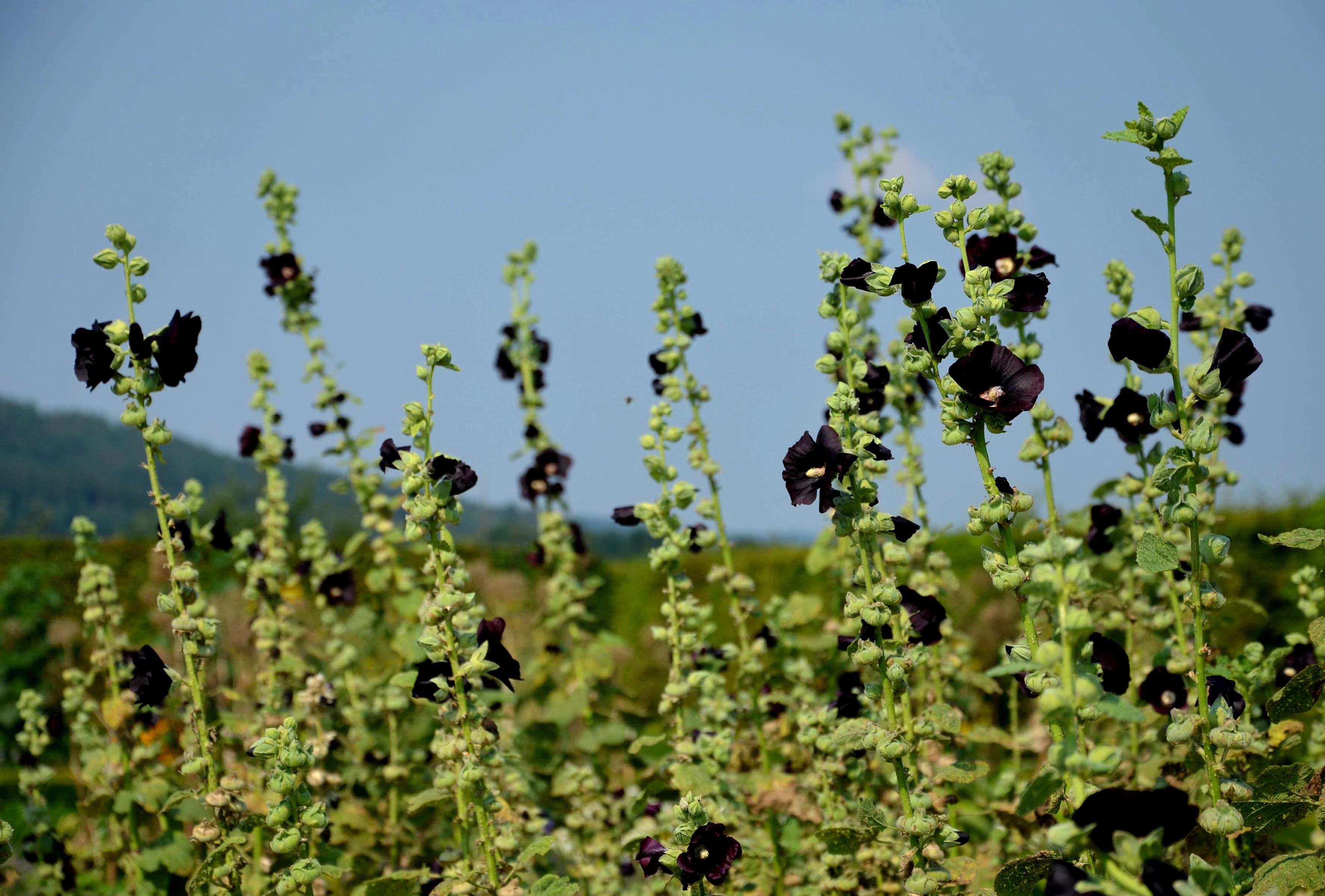 Hollyhock, Jet Black (Alcea rosea) - Image 2