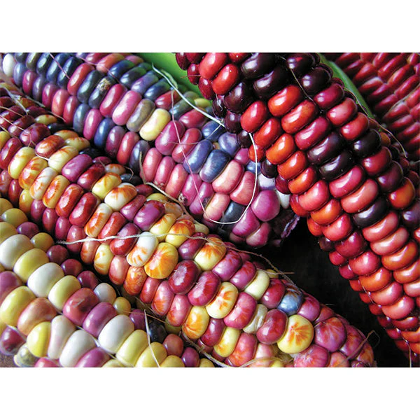 Homestead Seed CSA Share - Image 2