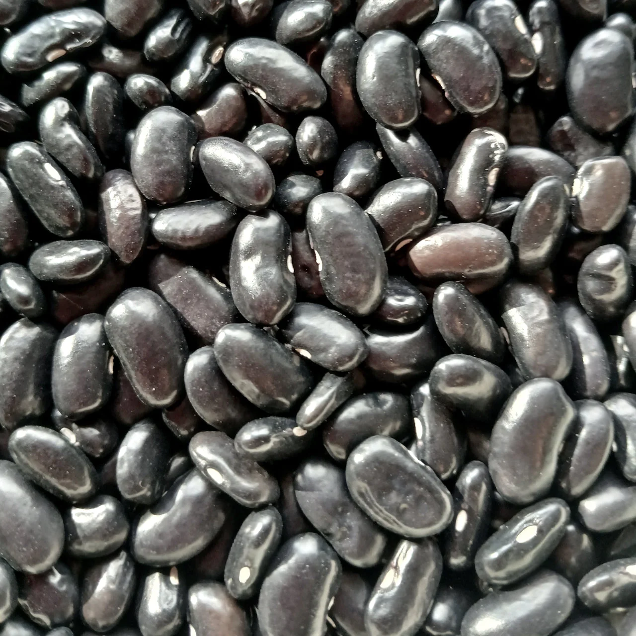 Homestead Seed CSA Share - Image 4