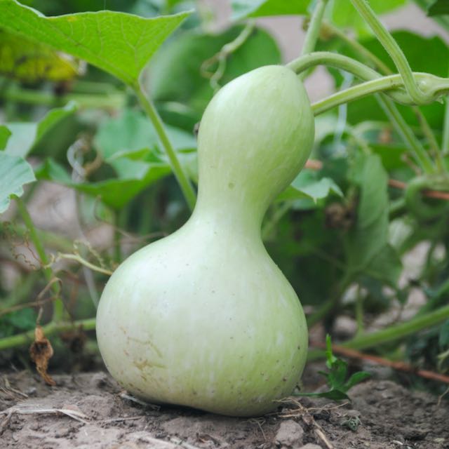 Hopi Origin Rattle Gourd - Image 3