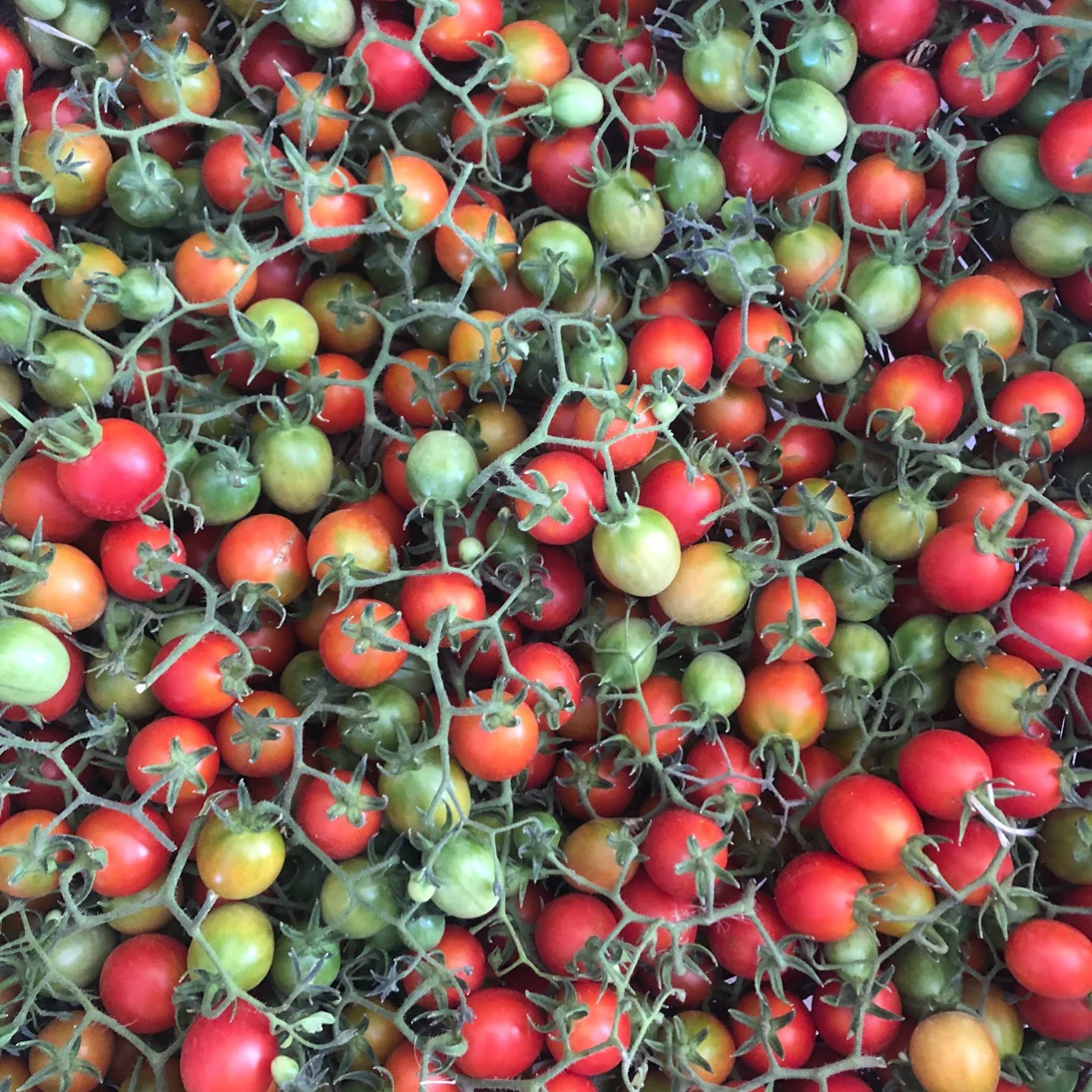 Italian Winter Tomato - Image 2