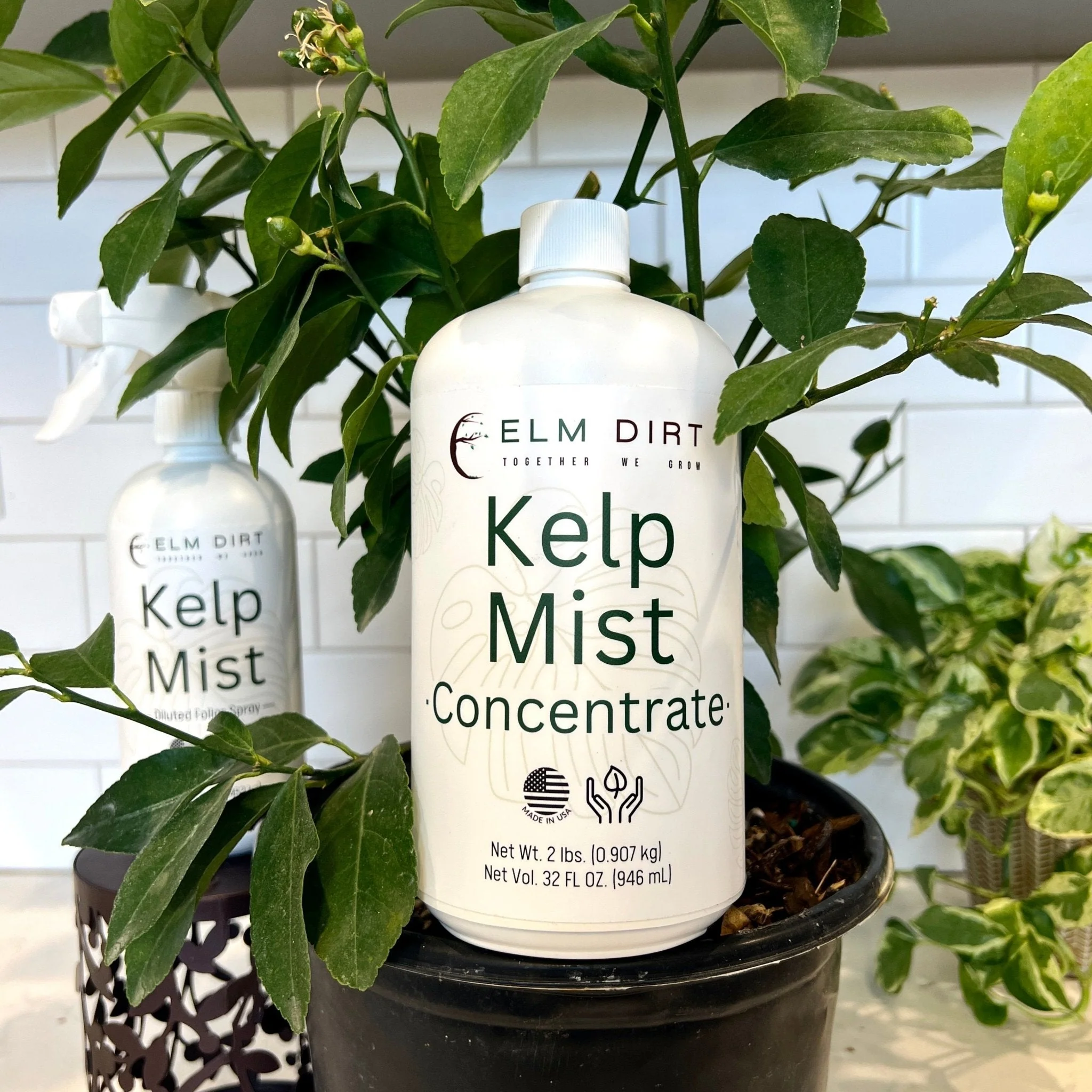 Kelp Mist Foliar Spray - Image 6