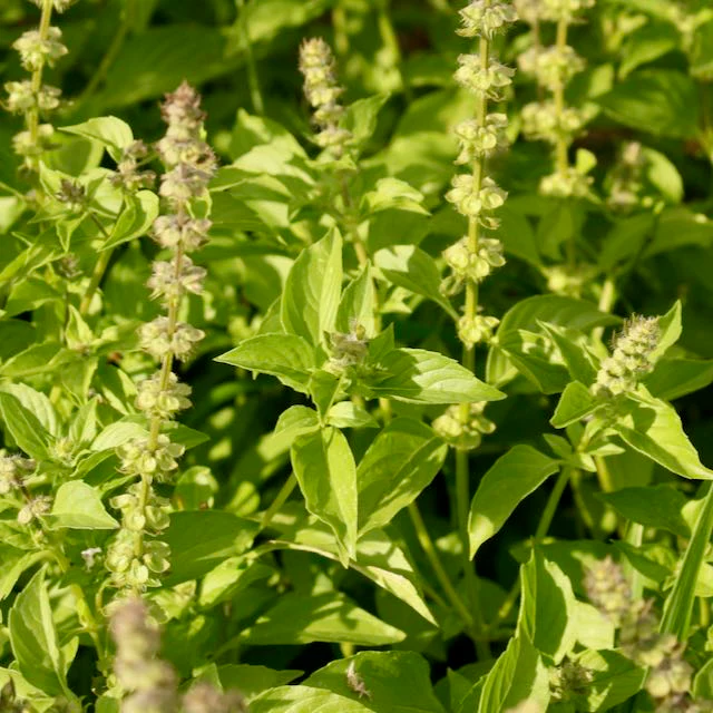 Lemon Basil - Image 3