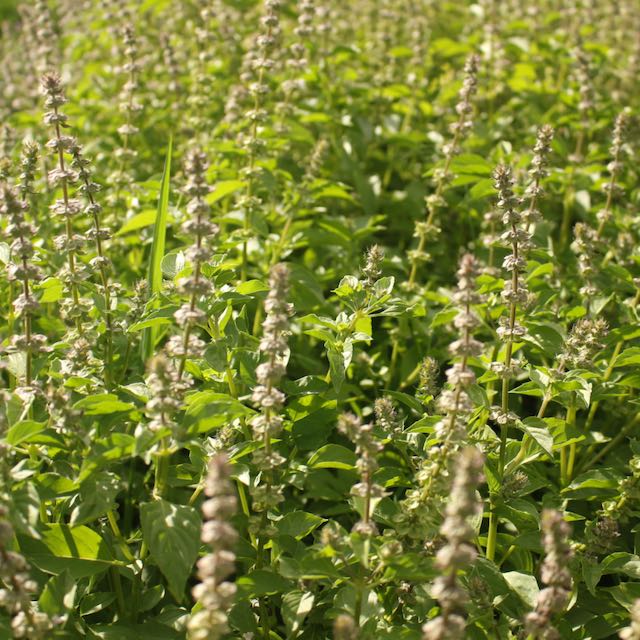Lemon Basil - Image 4