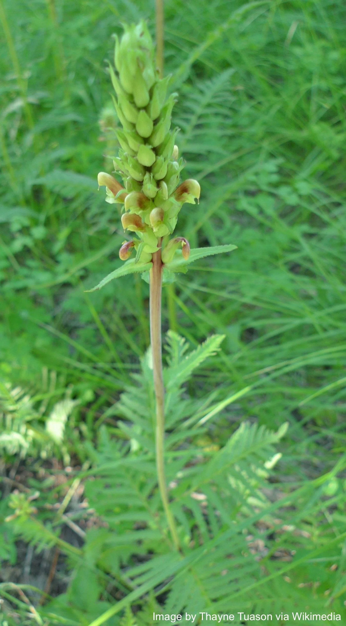 Lousewort, Bracted aka Pedicularis (Pedicularis bracteosa) - Image 2