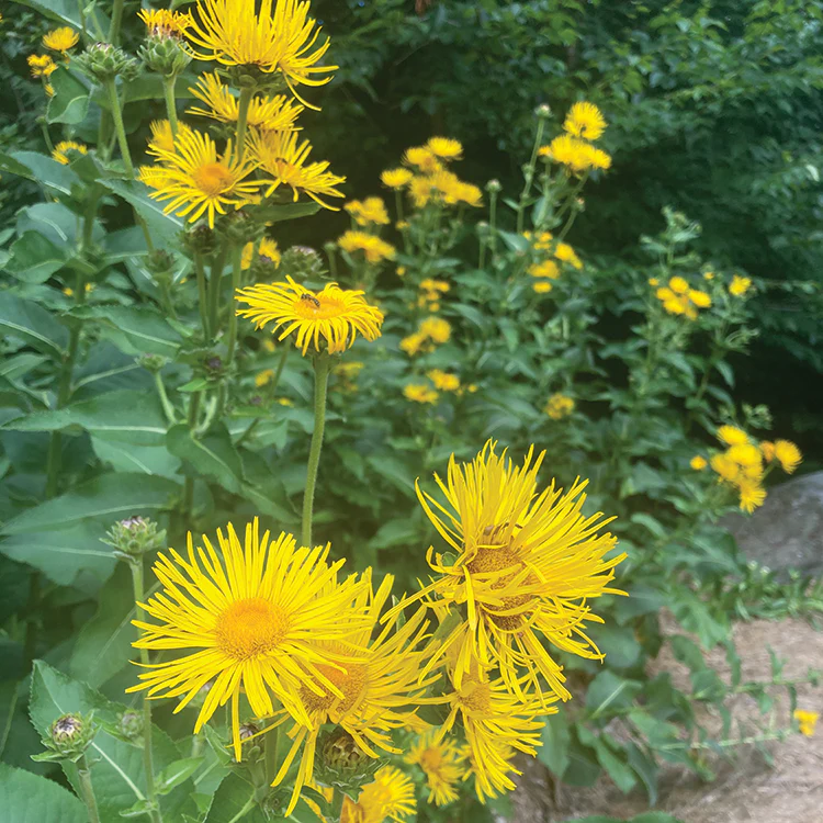 MEDICINE GARDEN SEED KIT - Image 4