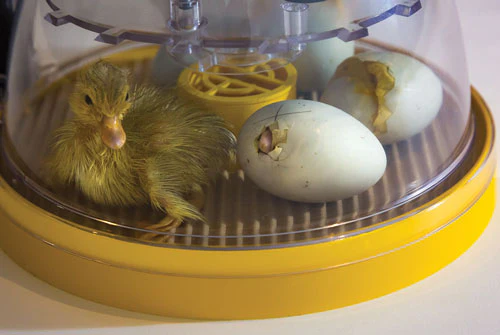 Mini II Advance, Fully Digital 7 Egg Incubator - Image 3