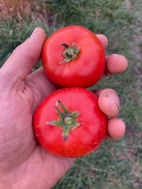 Moscow Tomato - Image 2