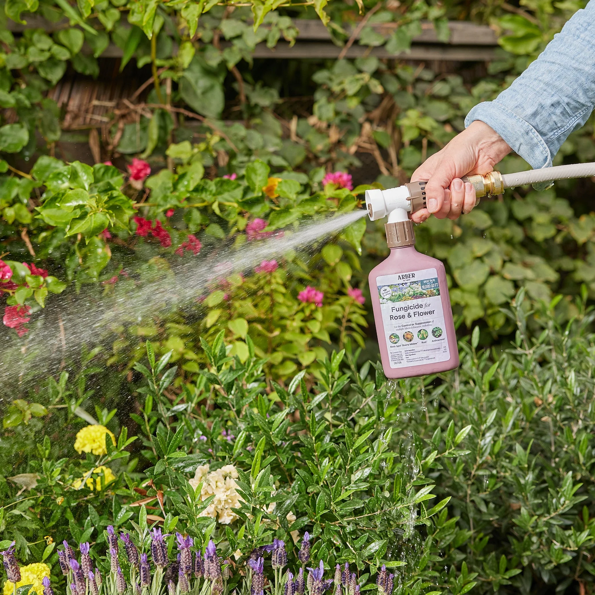 Organic Fungicide for Rose & Flower - Image 2
