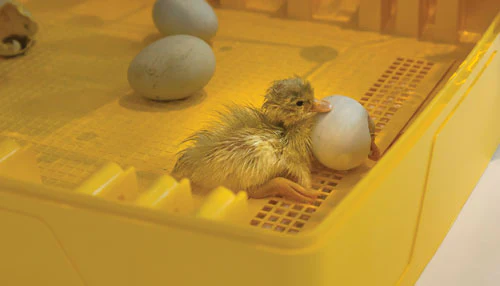 Ovation 56 Ex, Fully Automatic Digital Egg Incubator - Image 3