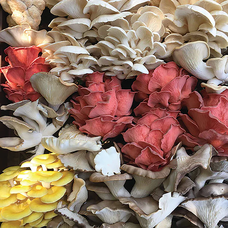 Oyster Plug Spawn - Image 10