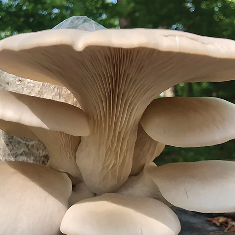 Oyster Plug Spawn - Image 11