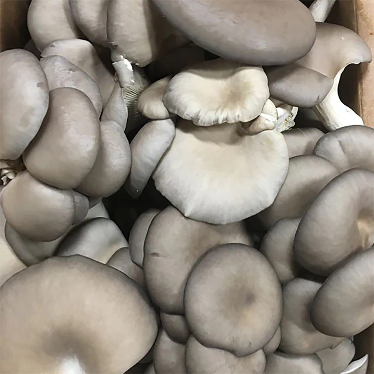 Oyster Plug Spawn - Image 3