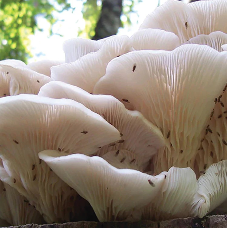 Oyster Plug Spawn - Image 4
