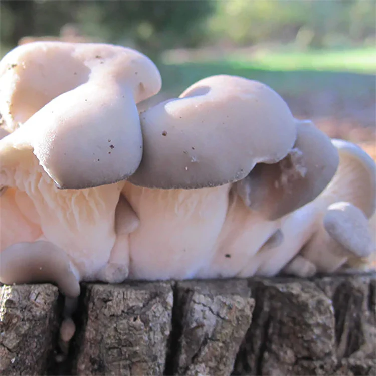 Oyster Plug Spawn - Image 5
