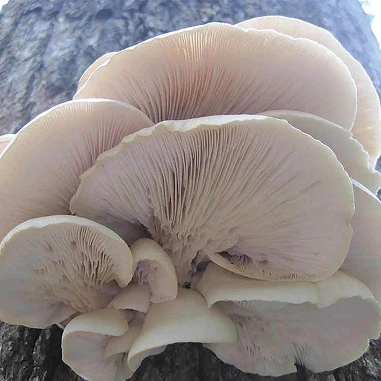 Oyster Plug Spawn - Image 6